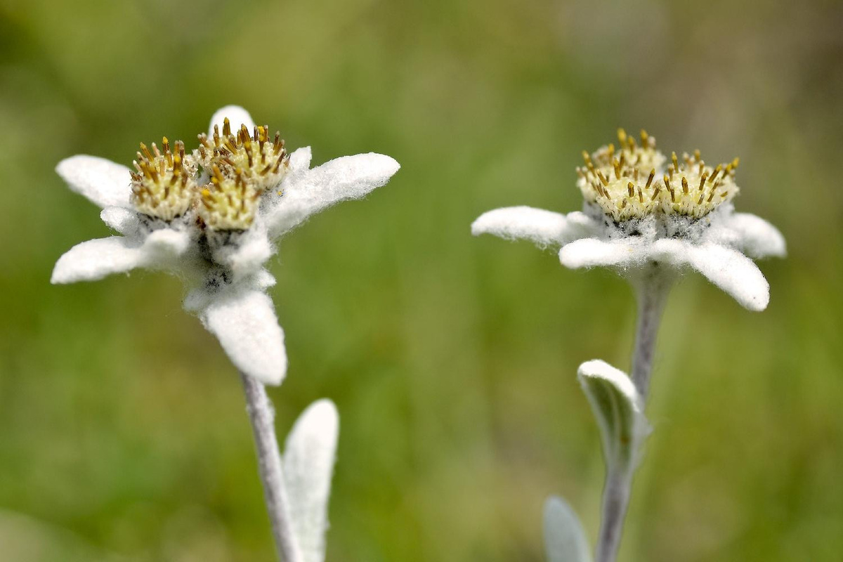 SAFLAX Edelweiss Samen Set mit Topfsubstrat für Leontopodium alpinum, 500 Stück - Bild 2