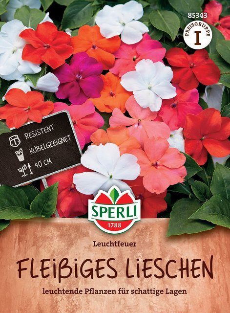 SPERLI Fleißiges Lieschen Samen Leuchtfeuer bunt - Bild 1