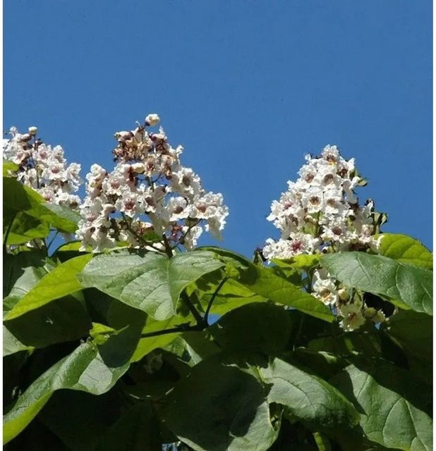 Catalpa bignonioides Trompetenbaum von Nr-01.de, Höhe: 125-150 cm - Bild 1