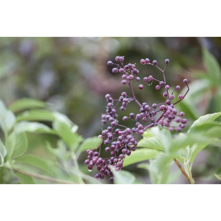 Sambucus Nigra Schwarzer Holunder pflegeleichte Pflanze für Garten und Hecke Höhe: 100–150 cm - Bild 2