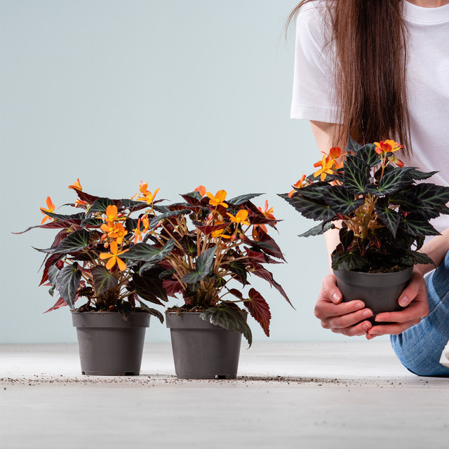 Begonia boliviensis Set von BLUME2000, 3 Stück - Bild 1