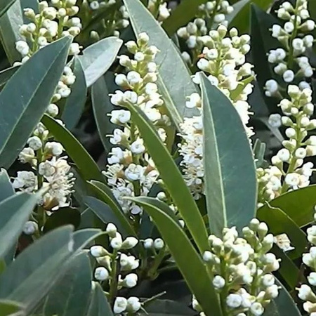 Arborix Kirschlorbeer Otto Luyken Prunus laurocerasus als kompakt wachsender Heckenpflaster im Container mit weißen Blüten