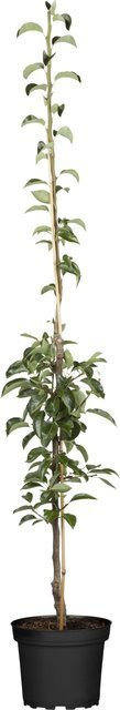 GROW by OBI Bio Säulenbirne Pyrus communis mit gelben und roten Früchten, Höhe: ca. 40-60 cm, Topf-Durchmesser: ca. 7,5 cm - Bild 1