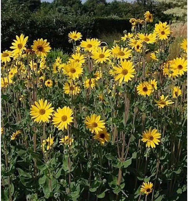 Helianthus salicifolius Weidenblättrige Sonnenblume Table Mountain gelbe Gartenpflanze von Die Nr-01.de - Bild 1