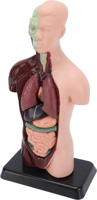 Igeteck Menschlicher Körper Anatomie Modell Anatomisches Modell Bunt / Mehrfarbig - Bild 1