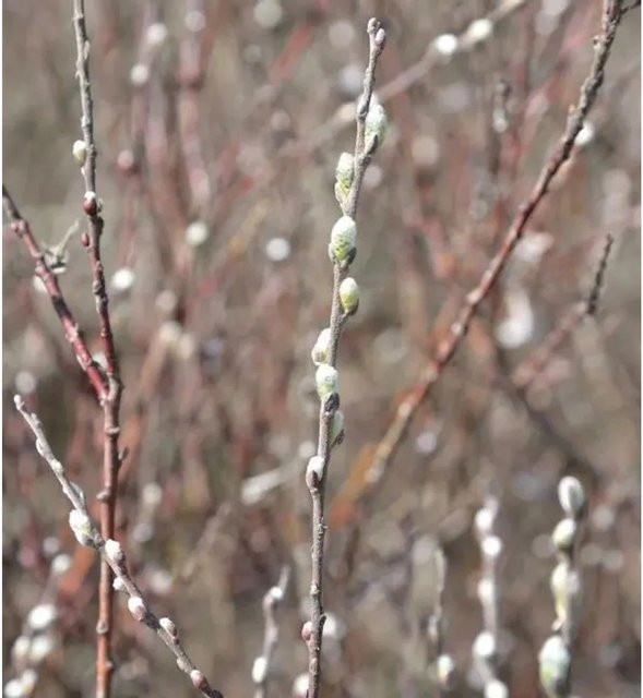 Silber Kriechweide Salix repens von Nr-01.de in Silber, Höhe: 100-125 cm - Bild 1