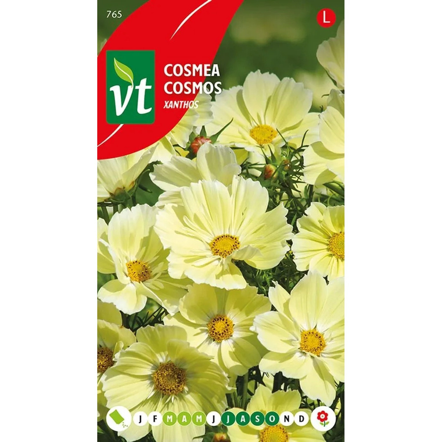 Kosmee Xanthos Samen für gelbe Blüten, 1 g Ziergewächs für Garten und Haus - Bild 2