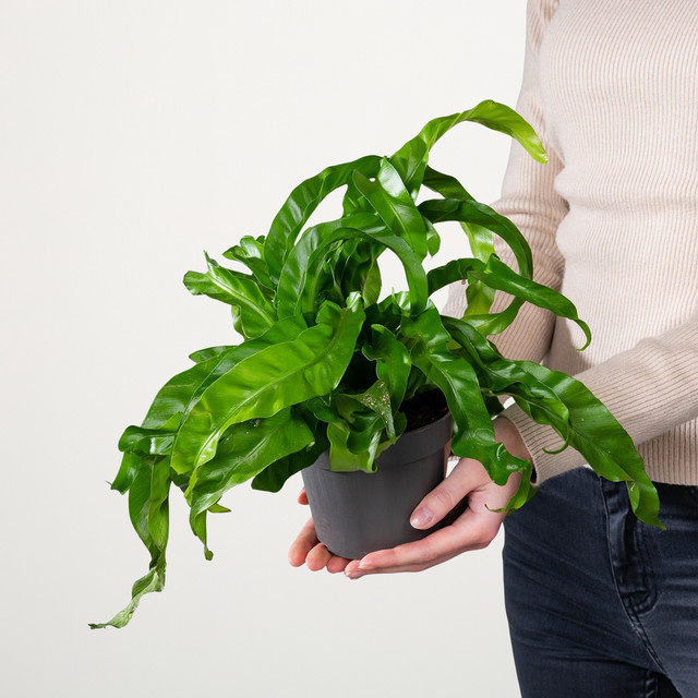 Asplenium Hurricane Farn von BLUME2000 in Grün - Bild 1