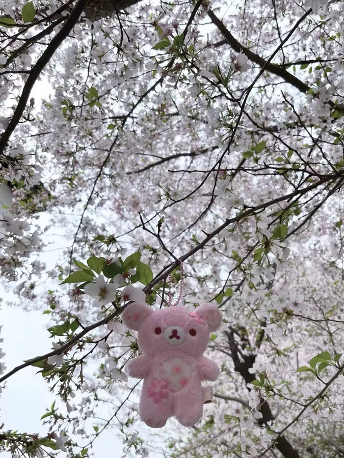KKV Rilakkuma Sakura Blumen-Bär Plüschtier, Schlafkissen, Rosa - Bild 4