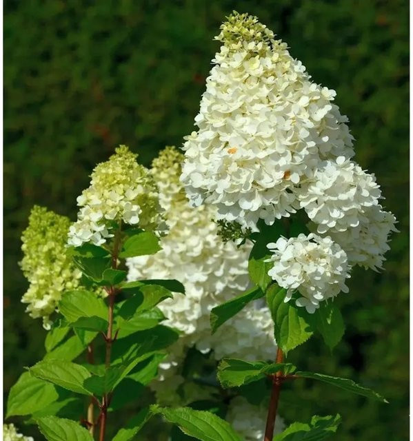 Rispenhortensie Hercules Hydrangea paniculata von Nr-01.de, Höhe: 80-100 cm, Farben: Weiß, Rosafarben und Blassgrün - Bild 1