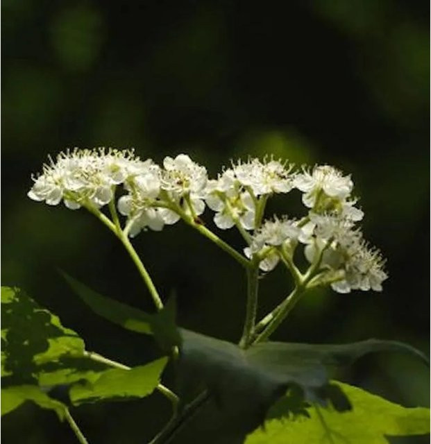Erlenblättrige Eberesche Red Bird Sorbus alnifolia, Höhe: 100-125 cm - Bild 1