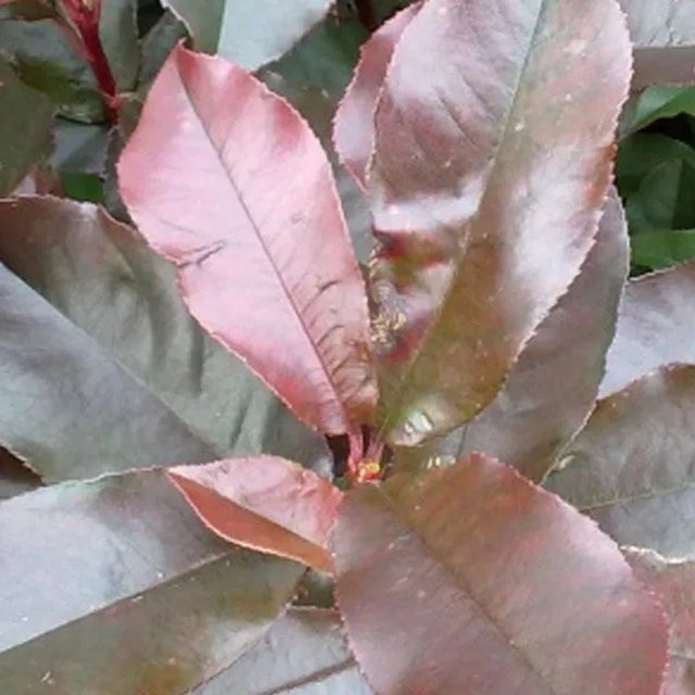 Arborix Glanzmispel Camilvy Photinia fraseri mit dunkelgrünem Laub, 40 bis 60 cm Höhe - Bild 1