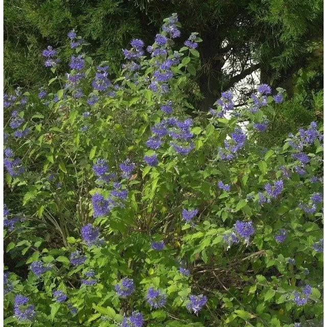 Caryopteris clandonensis Bartblume Blauer Spatz blauer Zierstrauch für den Außenbereich - Bild 1