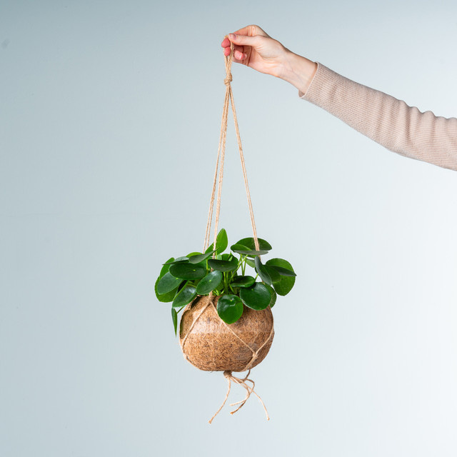 BLUME2000 Kokodama Pilea Peperomioides Hängeampel in Grün aus Kokosfasern, Höhe: 50 cm, Breite: 40 cm, Tiefe: 1 cm - Bild 1