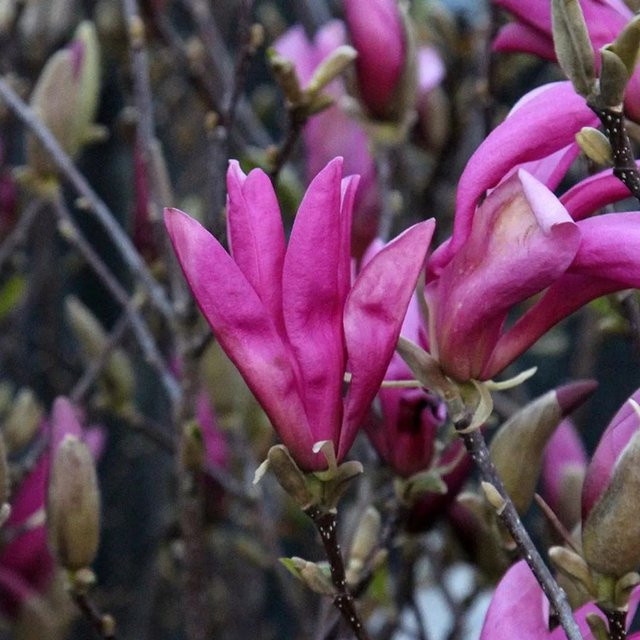 Arborix Magnolie Susan mit purpurrosa Blüten im Container, Höhe: 60 bis 80 cm - Bild 1