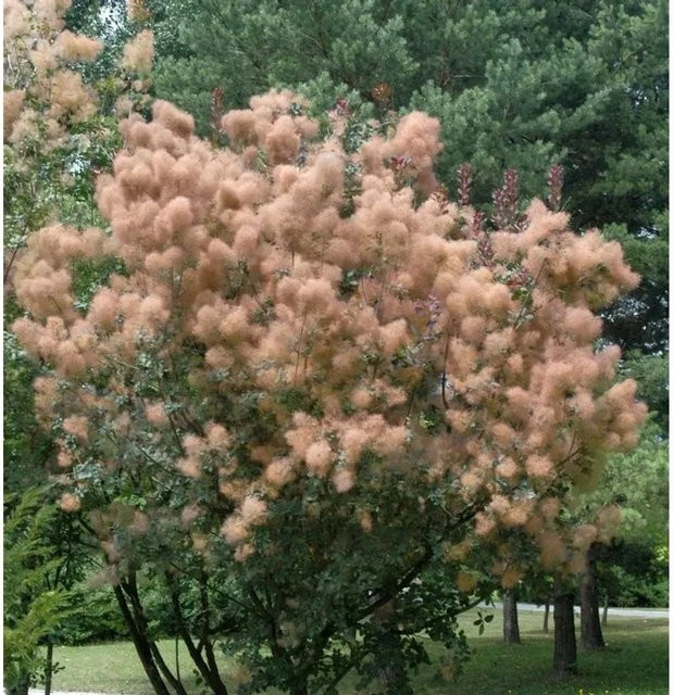 Cotinus coggygria Perückenstrauch Rubrufolius in Rot und Grün, Höhe: 80-100 cm - Bild 1
