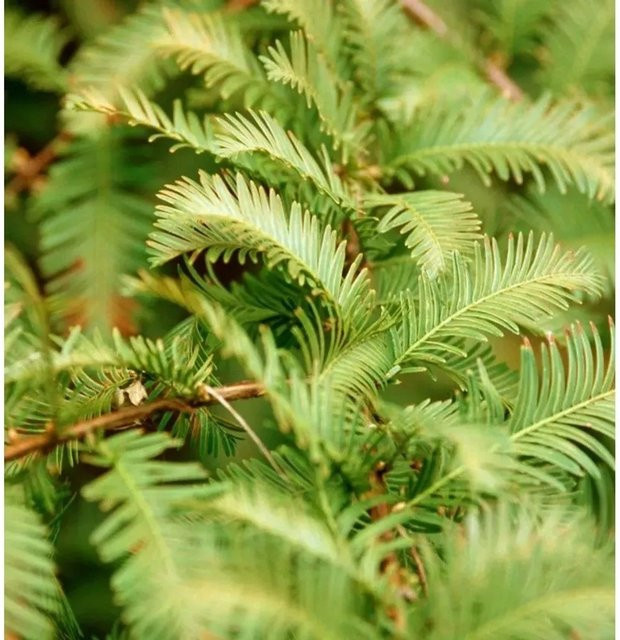 Metasequoia Urweltmammutbaum Chinesisches Rotholz Schirrmanns Nordlicht, Höhe: 45 cm - Bild 1