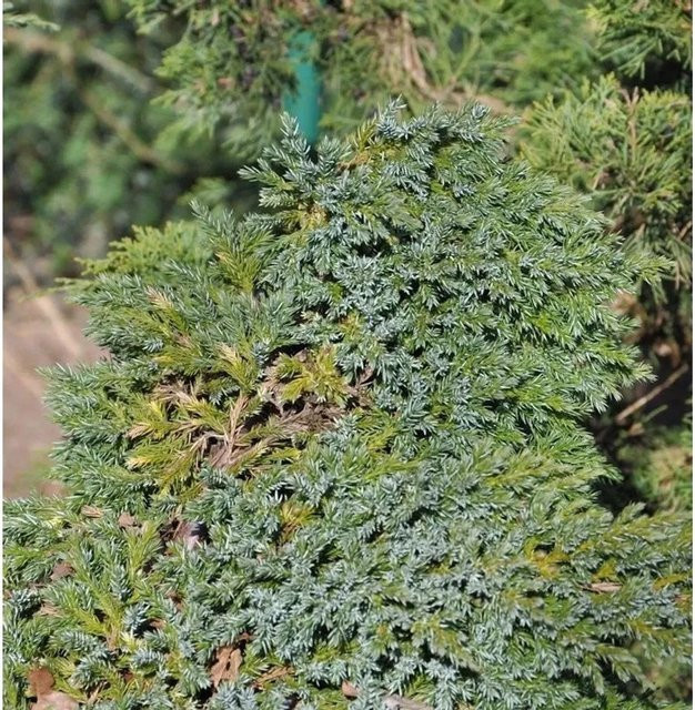 Teppichwacholder Holger Juniperus squamata Bodendecker für den Garten in Blau-Grün - Bild 1