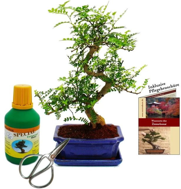 Exotenherz Bonsai Zanthoxylum Piperitum als Geschenkset mit Dünger und Schere - Bild 1