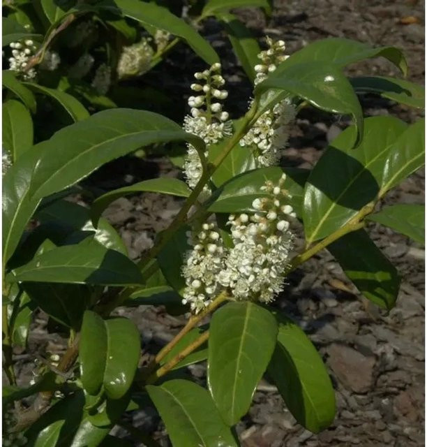 Großblättrige Lorbeerkirsche Prunus aurocerasus als Heckenpflanze und Solitärpflanze von Nr-01.de, Höhe: 40-60 cm - Bild 1