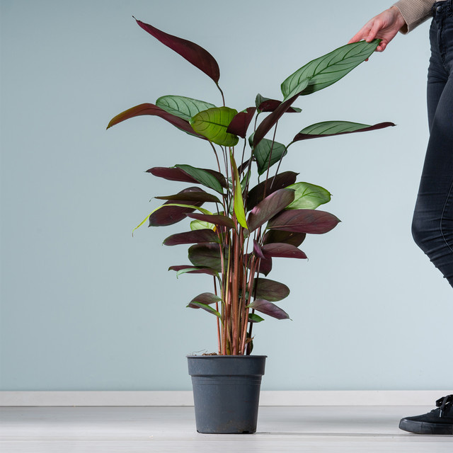 Calathea Silver Star Zimmerpflanze von BLUME2000 in Grün, Silber und Violett - Bild 1