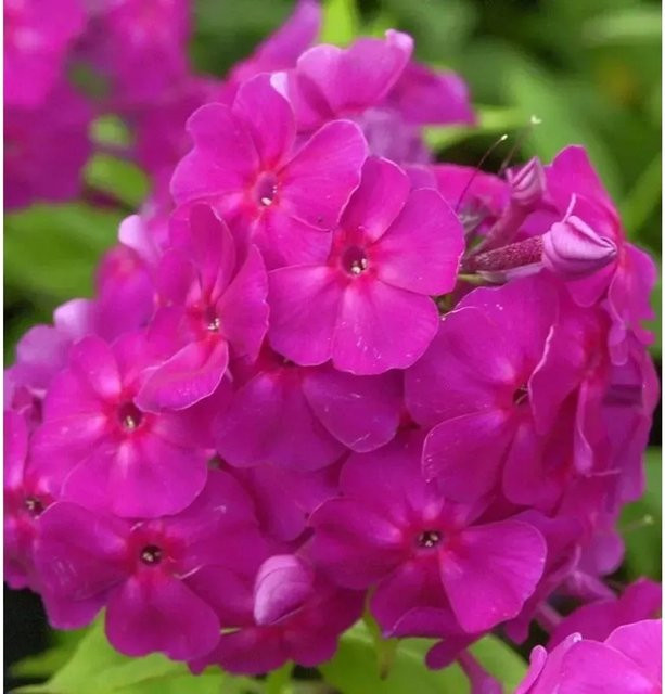 Phlox paniculata Robert Poore Hohe Flammenblume in Pink als Beetpflanze und Schnittblume - Bild 1