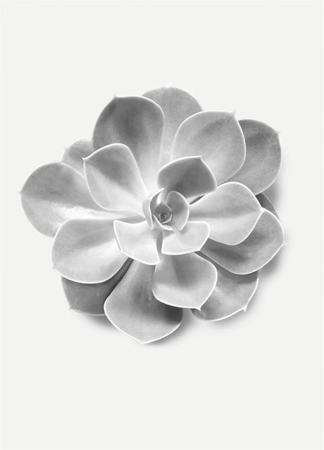 Komar Wandbild Succulent Aeonium Fotopapier B: 30 cm, H: 40 cm - Bild 1