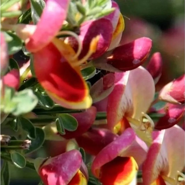Hochstamm Schmuckginster Goldfinch Cytisus scoparius, mehrfarbig - Bild 1