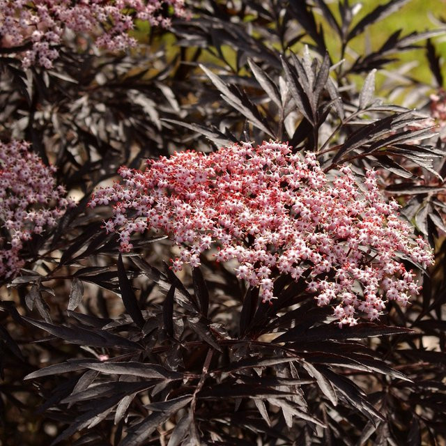 Schwarzer Holunder Black Lace als Zierstrauch und Heckenpflanze in Rosa und Weiß von Mein schöner Garten Shop - Bild 1