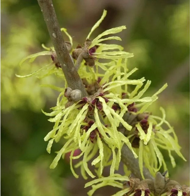 Hamamelis intermedia Zaubernuß Pallida gelber Strauch für den Freilandbereich 40-60cm - Bild 1
