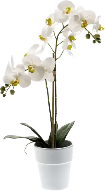 Künstliche Orchidee Leonard von Aplanta mit Real Touch Effekt, Höhe: 65 cm - Bild 1