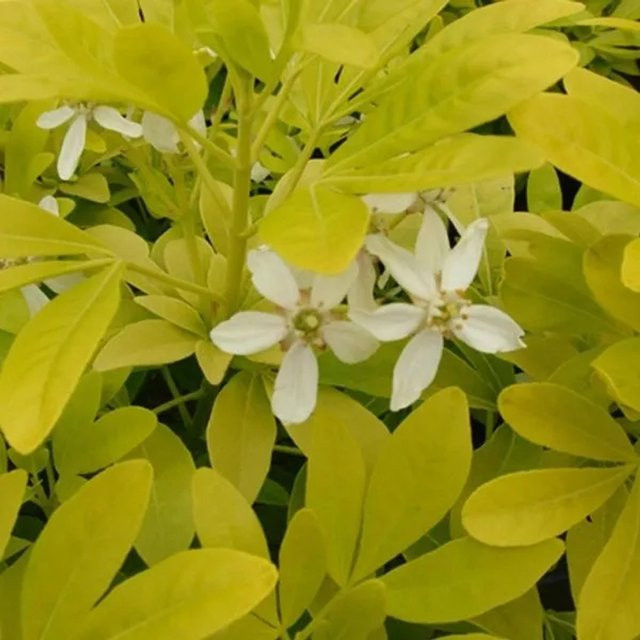 Orangenblume Sundance Choisya ternata mit goldgelbem Laub von Arborix im Container - Bild 1