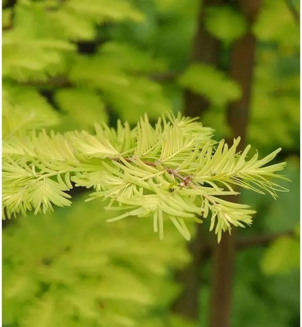 Metasequoia Nadelbaum Gold Rush für deinen Garten, Höhe: 100-125 cm - Bild 1