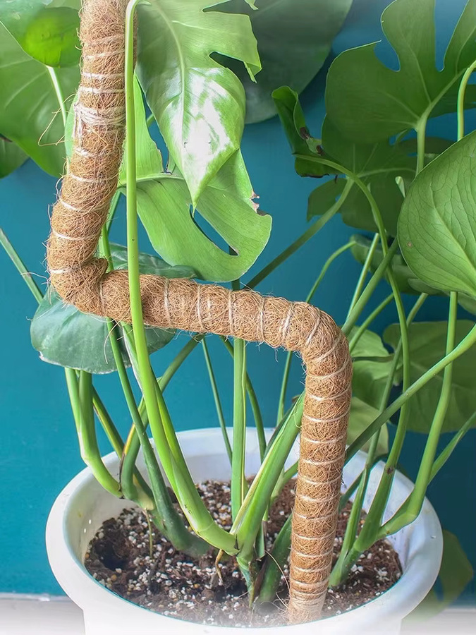 Biegsamer Pflanzen-Kletterstab aus Kokosfaser für Monstera und Zimmerpflanzen, braun, Höhe: 60–120 cm - Bild 5
