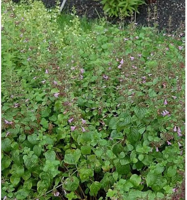 Wald Bergminze Calamintha sylvatica als mehrjährige Pflanze für den Garten in Grün - Bild 1