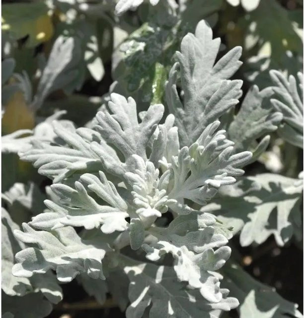 Artemisia stelleriana Silberraute - Mediterrane Staude und Bodendecker in Silber-Grau - Bild 1
