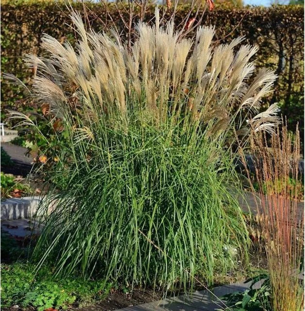 Chinaschilf Miscanthus sinensis Hermann Müssel als mehrjährige Zierpflanze für den Garten in Grün - Bild 1