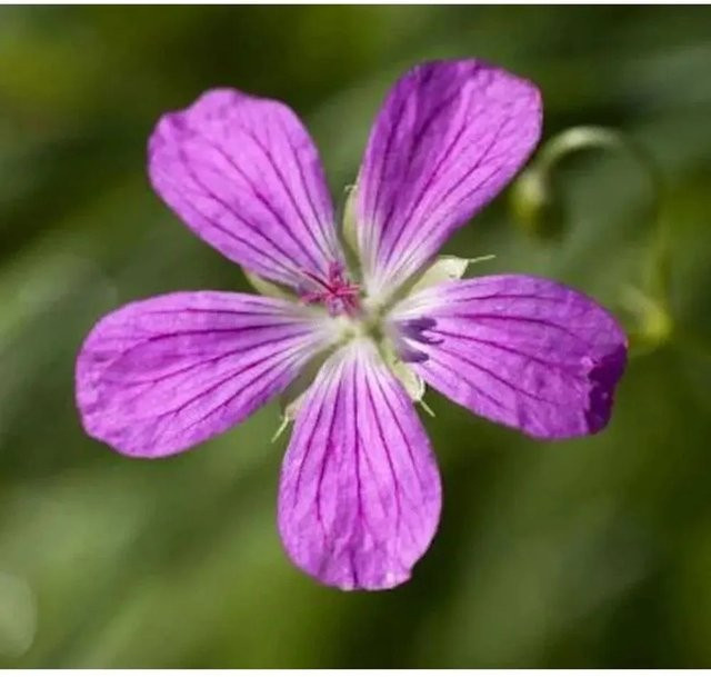 Sumpf Storchschnabel Geranium palustre als mehrjährige Pflanze für die Teichrandbepflanzung von Nr-01.de - Bild 1