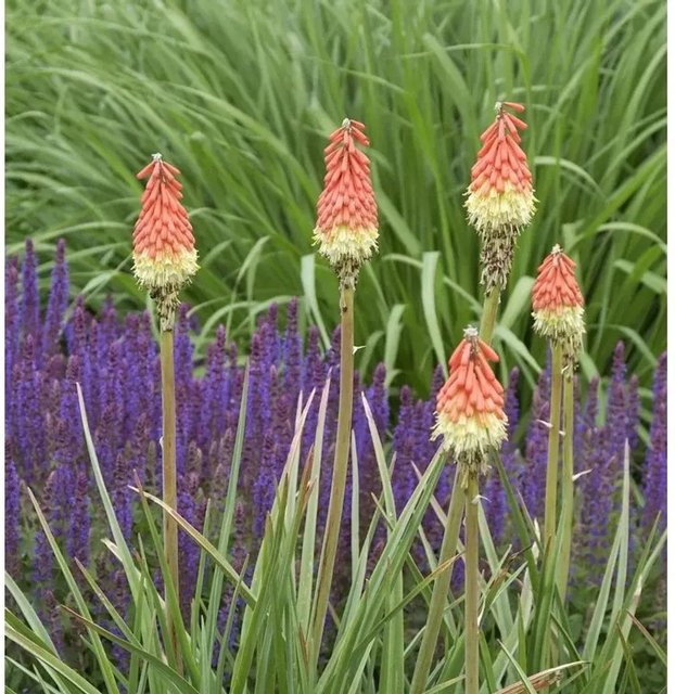 Kniphofia Hybrid Fackellilie Royal Standard orange als Beetpflanze, Solitärpflanze oder Schnittblume von Nr-01.de - Bild 1