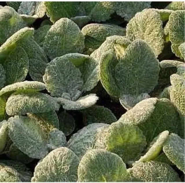 Silber Salbei Salvia argentea Pflanze in Weiß und Silber für Stauden- und mediterrane Gärten - Bild 1
