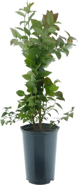 Heidelbeere Bluecrop BIO Vaccinium corymbosum als Beerenstrauch im Topf, Höhe ca. 30-40 cm - Bild 1