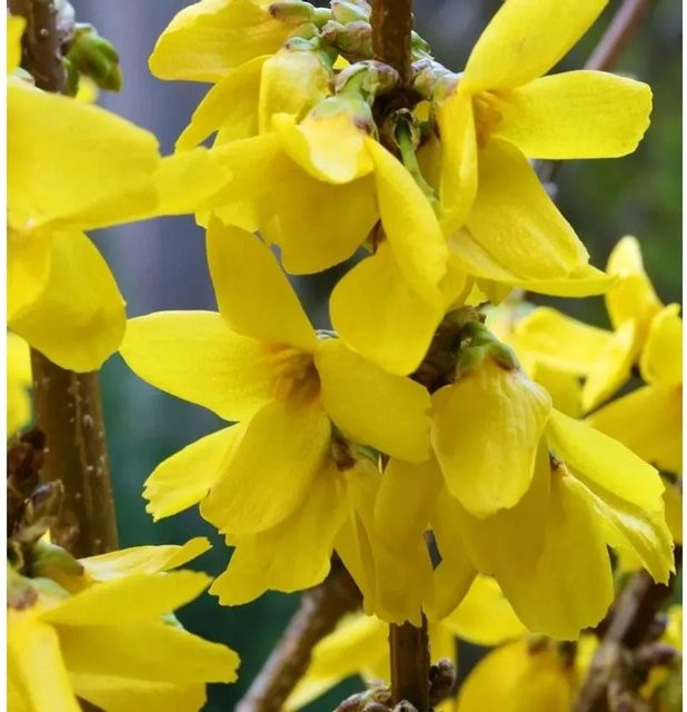Forsythia Goldrausch gelbe Blütenhecke oder Solitärpflanze - Bild 1