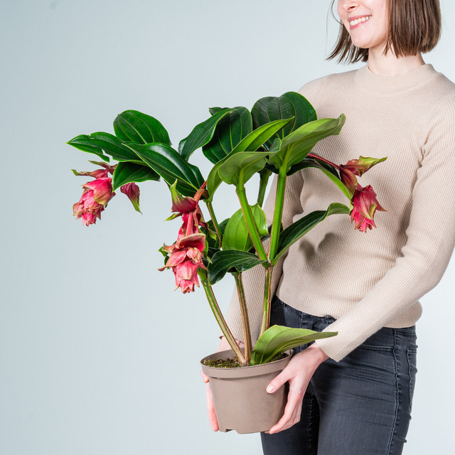 Medinilla Magnifica mit 4 Knospen in Rot und Pink von BLUME2000 - Bild 1