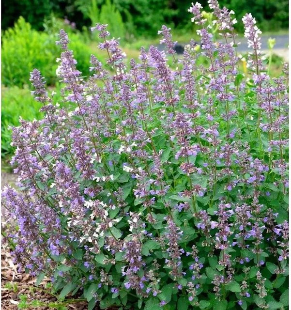 Katzenminze Summer Magic Nepeta grandiflora lila mehrjährige Gartenpflanze von Nr-01.de - Bild 1