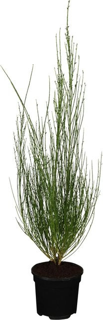 OBI Besenginster Cytisus in Gelb, Höhe: 20 - 30 cm, Topfgröße: 2 Liter - Bild 1