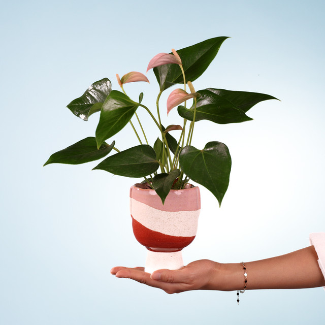 Anthurium Apricot Crush Zimmerpflanze von BLUME2000 - Bild 1