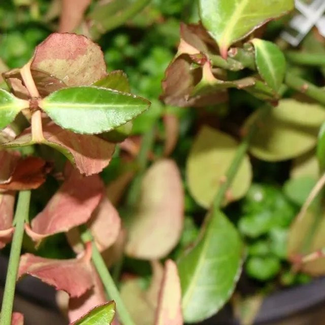 Arborix Kriechspindel Euonymus fortunei Tustin mit dunkelgrünem Laub im Container, 20 bis 30 cm - Bild 1