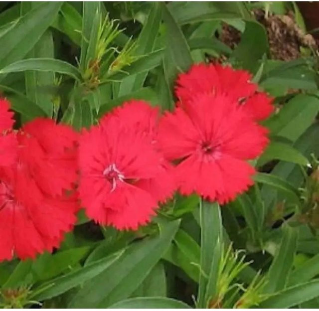 Federnelke Munot Dianthus plumarius als mehrjährige Staude und Bodendecker für Steingarten und Bauerngarten - Bild 1