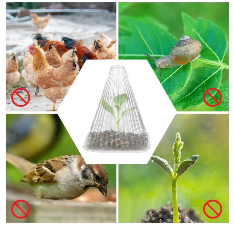 50er Set Wiederverwendbare Pflanzen-Sämlingsabdeckungen Transparent als Wind- und Frostschutz für Gemüse und Gewächshaus im Garten - Bild 4