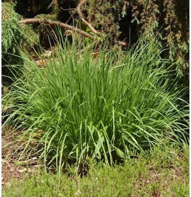 Pfeifengras Moorhexe Molinia caerulea im Topf, grün und goldgelb - Bild 1